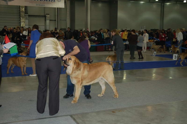 SPANISH GRANDE TORNADO ERBEN – excellent 1, JCAC, BEST YOUNG MALE  (young class) - 'Eurasia 2010', Moscow, 27.03.2010
Druso de La Aljabara x Lois Tornado Erben 
Keywords: 2010