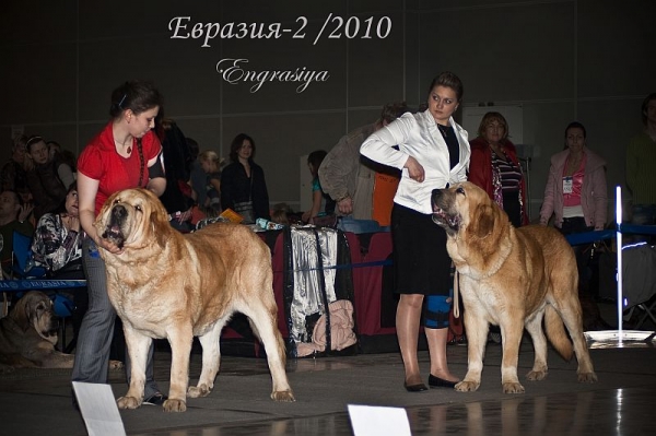 'Eurasia 2010', Moscow, 27.03.2010
JORGITO TORNADO ERBEN (Druso De La Aljabara x Cassandra Tornado Erben) - excellent 1, CAC, res. CACIB (open class)

MOTLEY HAUS LAYS GOLD SHOW ASSO (Rint Valeri Asso For Motley House x Мotley House Chali Gali excellent 1, CAC,  CACIB, BOB, Champion RKF, Champion of Eurasia (champion class)


Keywords: 2010