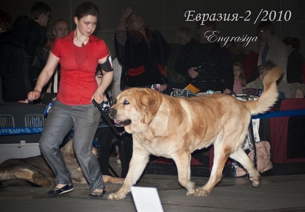 JORGITO TORNADO ERBEN  - excellent 1, CAC, res. CACIB (open class) - 'Eurasia 2010', Moscow, 27.03.2010
Druso De La Aljabara  x Cassandra Tornado Erben 
Keywords: 2010