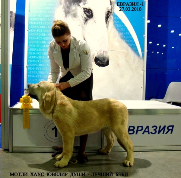 МOTLI HOUSE JUVELIR DUSI – very promising 1, BEST BABY (baby class) - 'Eurasia 2010', Moscow, 27.03.2010
Моtley House Lays Gold Show Asso х Rint Valeri Vanessa 
Keywords: 2010