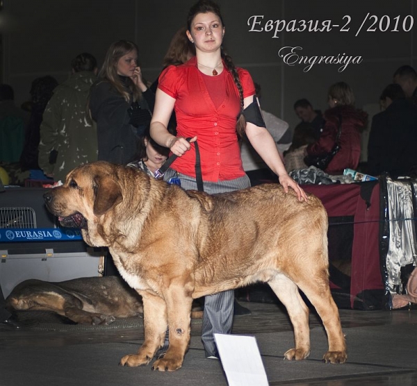 Nero Tornado Erben - excellent 2, res. CAC (champion class males) - 'Eurasia 2010', Moscow, 27.03.2010
Baskervil Mastibe x Donelly Tornado Erben

Keywords: 2010