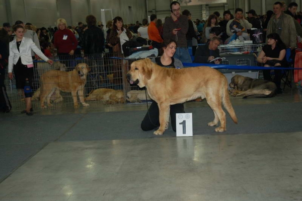 AMULETO DE ORO CON FUNDO - excellent 1, САС. R.CACIB (open class) - 'Eurasia 2010', Moscow, 27.03.2010
Basil Mastifland x Historia Tornado Erben 
Keywords: 2010