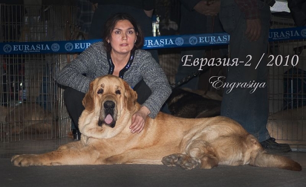 AMULETO DE ORO CON FUNDO - excellent 1, САС. R.CACIB (open class) - 'Eurasia 2010', Moscow, 27.03.2010
Basil Mastifland x Historia Tornado Erben  
Keywords: 2010