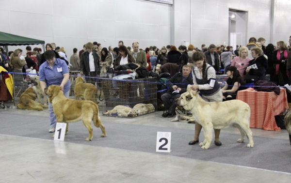 Open class females - 'Eurasia 2010', Moscow, 27.03.2010
LYURUA DYURING ALLEGRO DREAM MOTLEY HOUSE - excellent 1, CAC, CACIB, BEST FEMALE, 
LYURUA DYURING ALLEGRO DREAM MOTLEY HOUSE - excellent 1, CAC, CACIB, BEST FEMALE, Champion RKF, Champion Eurasia (Rint Valeri Asso For Motley House x Dorsdorf Vella)
PERLA TORNADO ERBEN – excellent 2 , R.CAC, R.CACIB (Ramonet x Florita Maja Tornado Erben)

Keywords: 2010