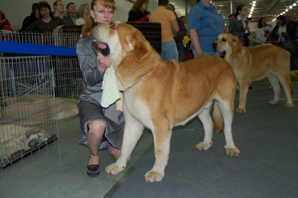 Intermediate class males - 'Eurasia 2010', Moscow, 27.03.2010
QERUBIO TORNADO ERBEN - excellent 2, res. CAC
(Nilo Di Campollano x Eleonore Lu Dareva)

QUORON TAURAS TORNADO ERBEN - excellent
(Nilo Di Campollano x Eleonore Lu Dareva ) 
Keywords: 2010