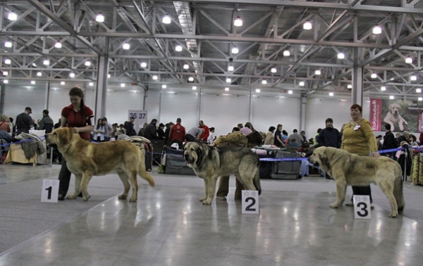 Open class males - 'Eurasia 2010', Moscow, 27.03.2010
JORGITO TORNAD  ERBEN (Druso De La Aljabara x Cassandra Tornado Erben) - excellent 1, CAC, CACIB

MOTLEY HOUSE URFIN LUCKY JOY (Antol Vici Drap x Motley House G’Queen Papillion) - excellent 2, res. CAC

LORD CHECO TORNADO ERBEN (Basil Mastiffland  x Florita Maja Tornado Erben) - excellent 3


Keywords: 2010