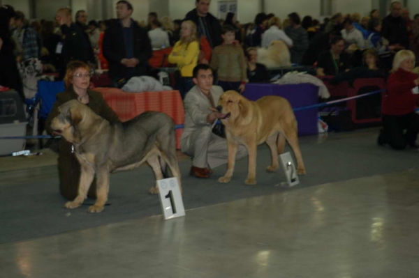 Young females - 'Eurasia 2010', Moscow, 27.03.2010
TRIANA TORNADO ERBEN - excellent 1, JCAC, BEST JUNIOR
(Ramonet x Florita Maja Tornado Erben) 

NAVARRA DE MONTES DEL PARDO - excellent 2
(Koyak de Montes del Pardo x Romy de Montes del Pardo) 
Keywords: 2010