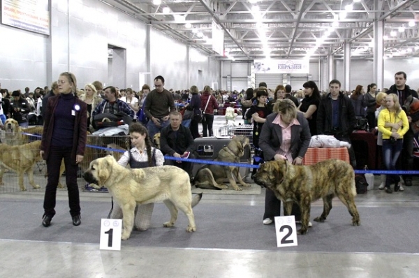 Best puppies - 'Eurasia 2010', Moscow, 27.03.2010
UMA TURMAN TORNADO ERBEN - very promising 1, BEST PUPPY
(Ugo Del Dharmapuri x Lois Tornado Erben) 

ALMIRANTE GRAND ESPANJOL – very promising 1, BEST PUPPY MALE
(Vigo х Benita Mishel) 
Keywords: 2010