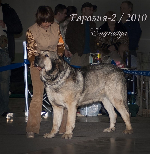 MOTLEY HOUSE URFIN LUCKY JOY - excellent 2, res. CAC  (champion class) - 'Eurasia 2010', Moscow, 27.03.2010
Antol Vici Drap x Motley House G’Queen Papillion 
Keywords: 2010