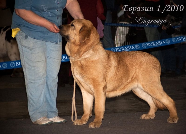 LYURUA DYURING ALLEGRO DREAM MOTLEY HOUSE - excellent 1, CAC, CACIB, BEST FEMALE, Champion RKF, Champion Eurasia  (open class) - 'Eurasia 2010', Moscow, 27.03.2010
Rint Valeri Asso For Motley House x Dorsdorf Vella 
Keywords: 2010