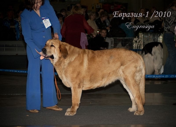 ANABEL– excellent 3 (champion class) - 'Eurasia 2010', Moscow, 27.03.2010
Neron De Filandron x Komtessa Sofie Tornado Erben
Keywords: 2010