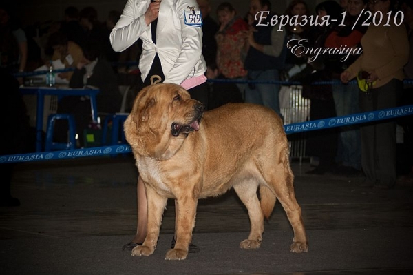 MOTLEY HAUS V’IVAT GLORIS - excellent 1, CAC  (champion class) - 'Eurasia 2010', Moscow, 27.03.2010
Rint Valeri Asso For Motley House x Motley House Maria Mirabella
Keywords: 2010