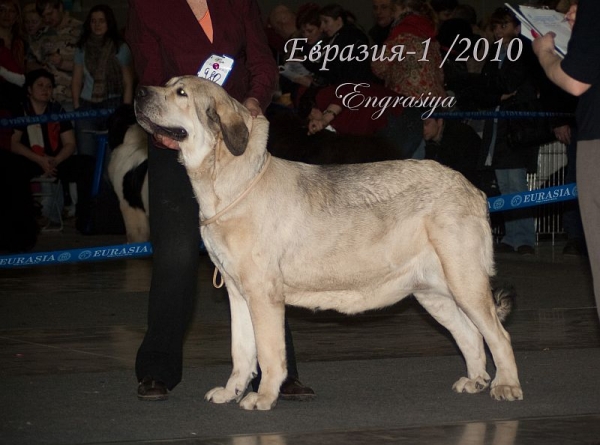 RINT VALERI VANESSA - excellent 2, res. CAC (champion class) - 'Eurasia 2010', Moscow, 27.03.2010
Marko x Motley House Dasy Son
Keywords: 2010