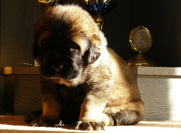 21 days old puppy from Tornado Erben
Jch. Aragon vom Eisinger Land x Ch. Linda Tornado Erben
