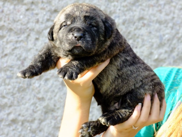 Puppy from kennel Tornado Erben (2 weeks old)
Ch. Quanto Tornado Erben x Roxana Tornado Erben
