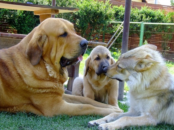 Dali de la Aljabara, his daughter and young male of Czechoslovak wolfdog
