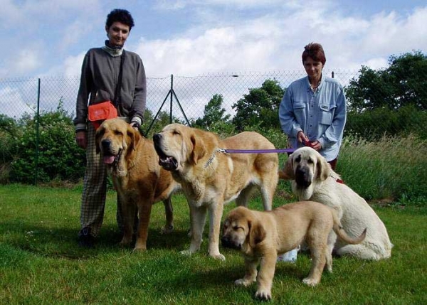 Historia, Jorgito, Meggie & Lois Tornado Erben in France June 2007
Keywords: confundo tornado