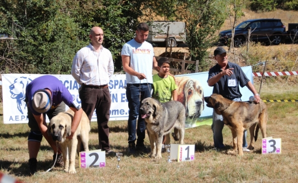 Puppy Class Males - Fresno del Camino 13.08.2017
Keywords: 2017