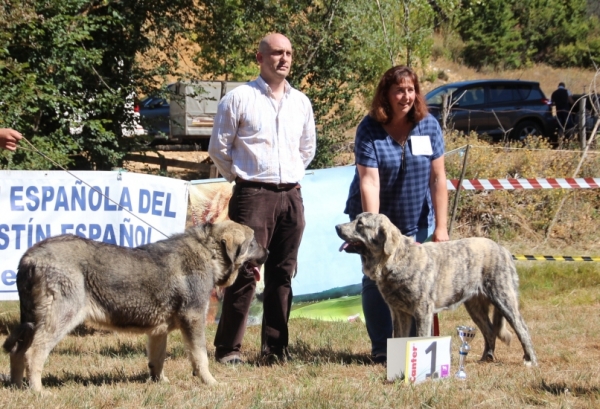 Best puppy male and Best puppy female: ERMITAÑO DE LA FILTROSA and CLAUDIA TORNADO ERBEN  - Fresno del Camino 13.08.2017
Keywords: 2017