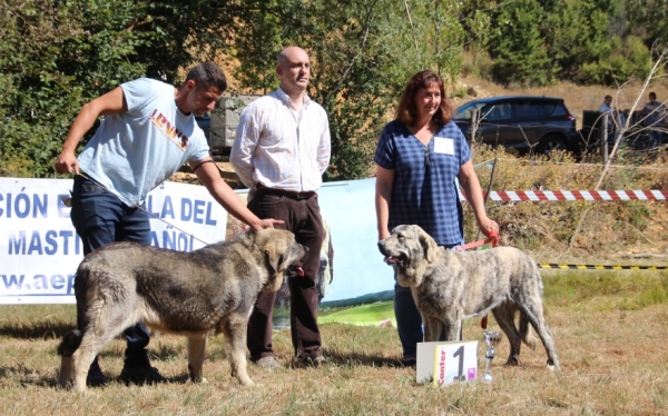 Best puppy male and Best puppy female: ERMITAÑO DE LA FILTROSA and CLAUDIA TORNADO ERBEN  - Fresno del Camino 13.08.2017
Keywords: 2017