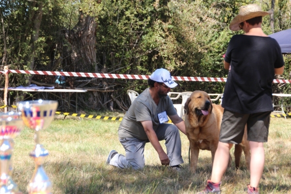 Exc. 2 Zara de Fuente Mimbre - Young class females, Fresno del Camino 13.08.2017


Keywords: 2017 fuentemimbre