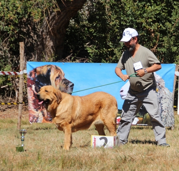 Exc. 2 Zara de Fuente Mimbre - Young class females, Fresno del Camino 13.08.2017


Keywords: 2017 fuentemimbre