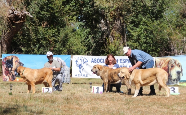 Exc. 2 Zara de Fuente Mimbre, Exc.1 Yerba Tigre Tornado Erben, Exc. 3 Mencia de Toranzo - Young Class Females, Fresno del Camino 13.08.2017
Keywords: 2017