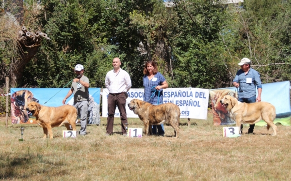 Exc. 2 Zara de Fuente Mimbre, Exc.1 Yerba Tigre Tornado Erben, Exc. 3 Mencia de Toranzo - Young Class Females, Fresno del Camino 13.08.2017



Keywords: 2017