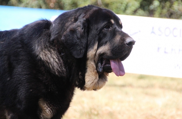 Best mastin of the show - owner kennel Vicheriza - Fresno del Camino 13.08.2017
Keywords: 2017 vicheriza