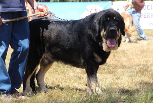 Best mastin of the show - owner kennel Vicheriza  - Fresno del Camino 13.08.2017
Best mastin of the show - owner kennel Vicheriza 
Keywords: 2017