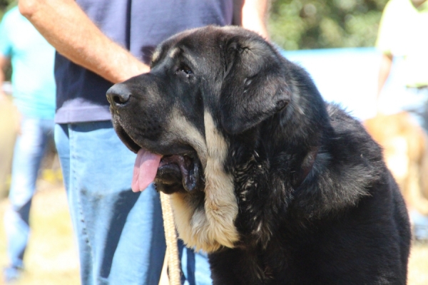 Best mastin of the show - owner kennel Vicheriza  - Fresno del Camino 13.08.2017
Keywords: 2017 vicheriza head portrait cabeza