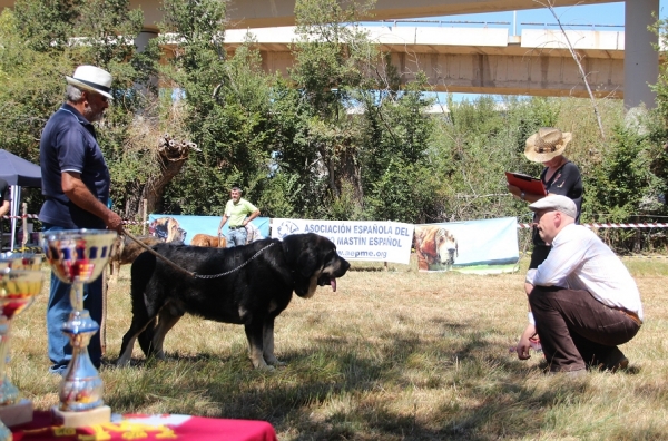 Best mastin of the show - owner kennel Vicheriza  - Fresno del Camino 13.08.2017
Keywords: 2017 vicheriza