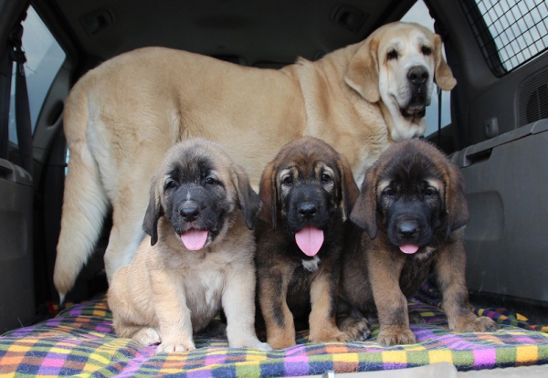 Niké Charley Tornado Erben with puppies from kennel Priehrada
Keywords: tornado