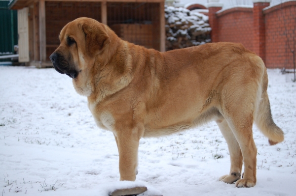 Ch. Spanish Grande Tornado Erben
3 years old
Druso de la Aljabara x Lois Tornado Erben
