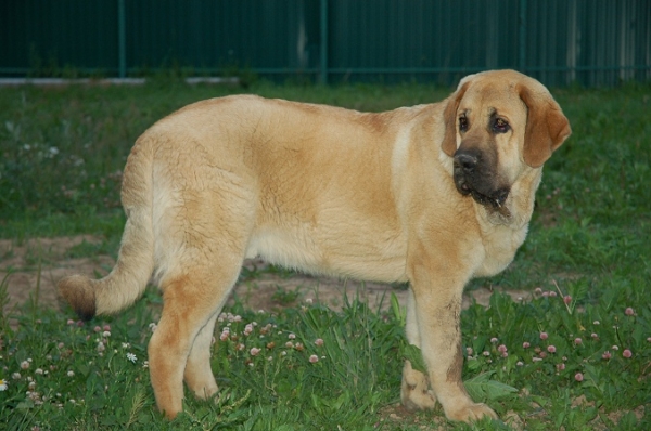 Spanish Grande Tornado Erben -nearly 8 months
Druso de la Aljabara x Lois Tornado Erben
