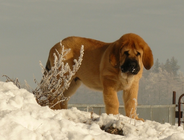 Spanish Grande Tornado Erben
2,5 months 21kg
Druso de la Aljabara x Lois Tornado Erben
