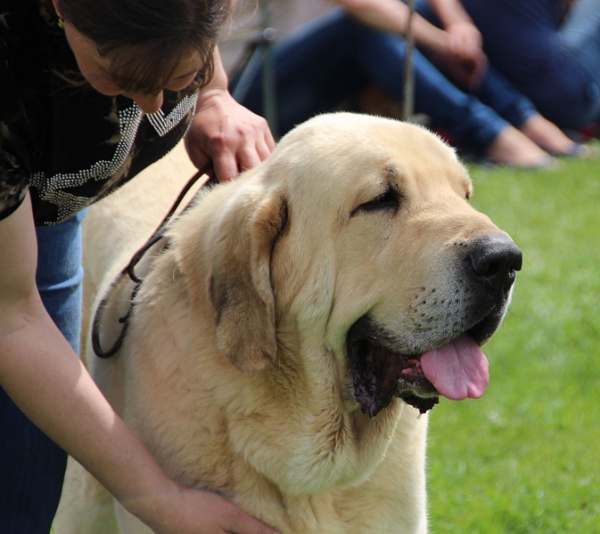 Baruc de Puerto  Canencia - exc. 1, CAC, CLUB WINNER, BEST OF BREED
8.5. Club show of KMDPP, judge W. Mrowiec PL
