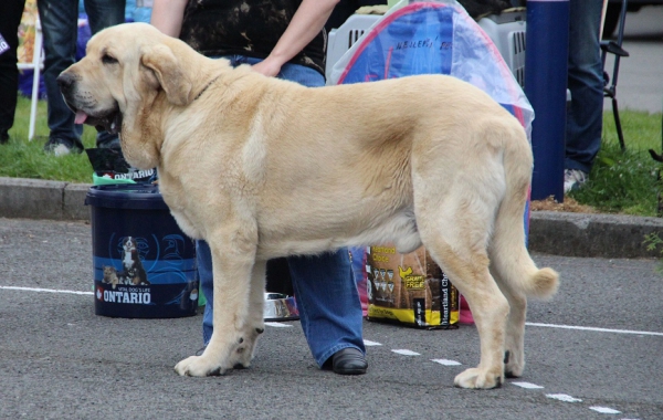 Baruc de Puerto  Canencia - exc. 1, CAC, CLUB WINNER, BEST OF BREED
8.5. Club show of KMDPP, judge W. Mrowiec PL
