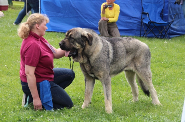 Bribon de Filandon - exc. 1, CAC in intermediate class
8.5. Club show of KMDPP, judge W. Mrowiec PL
