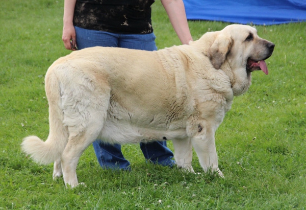 Lois Tornado Erben - exc. 1, Best Veteran
8.5. Club show of KMDPP, judge W. Mrowiec PL
Keywords: tornado veterano veteran