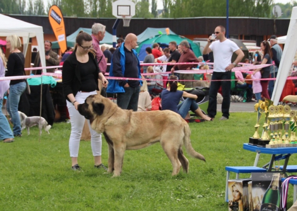 Vigo Mastibe - exc. 1, CAC in open class
8.5. Club show of KMDPP, judge W. Mrowiec PL
Keywords: tornado