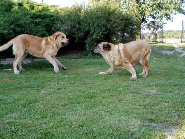 Junior and veteran
13 months old Jorgito Tornado Erben and nearly 9 years old Pepa de Valdejera
