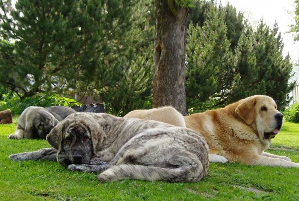 Cachorros
atigrada Eleonore Lu Dareva - 7,5 meses (hija de Druso de la Aljabara), arena Jorgito Tornado Erben - 11 meses (hijo de Druso) y lobata Linda Tornado Erben (nieta de Druso) 
