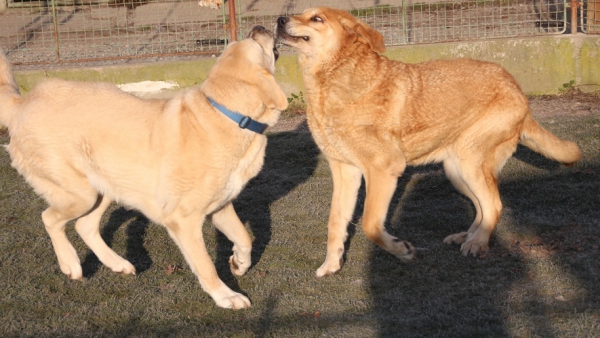 Julie Tornado Erben (on the right) playing with young male
Druso de la Aljabara x Cassandra Tornado Erben
Keywords: tornado