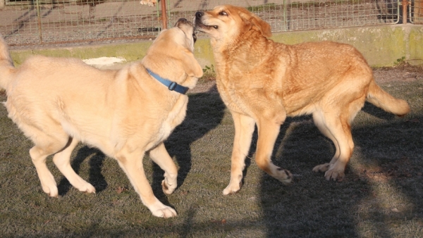 Verro Tornado Erben and Julie Tornado Erben (10,5 years old)
Keywords: tornado