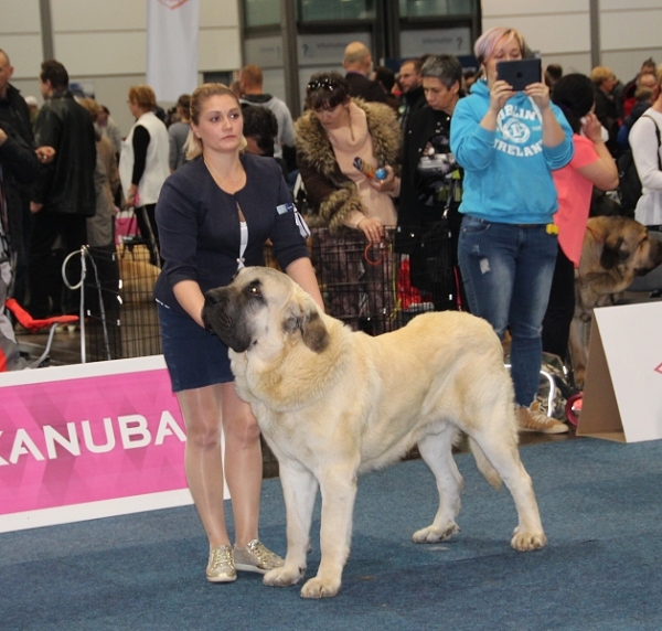 Bene Vertat Alvares - exc. 1, res. JCAC - World Dog Show 2017, Leipzig, Germany
junior class males
Keywords: 2017