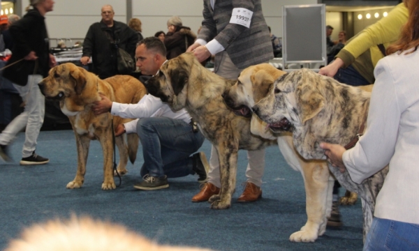 Best young females - World Dog Show 2017, Leipzig, Germany
from the left : 
Jungla de Tierra de Orbigo - World junior winner 2017 
Great Golden Leon Bella - exc. 3
Alba Grandeza Victori - exc. 2, res. JCAC
Claudia Tornado Erben - exc. 4
Keywords: 2017