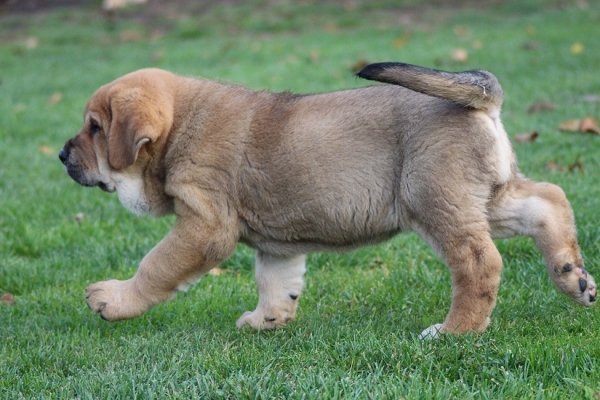 Klaudie  Tornado Erben  6,5 weeks old
Ch. Vacceo de Fuente Mimbre x EJW 2012, Jch. Europa Tornado Erben
Keywords: puppyczech