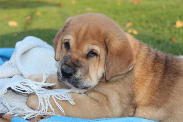 Klaudie Tornado Erben 6,5 weeks old
Ch. Vacceo de Fuente Mimbre x EJW 2012, Jch. Europa Tornado Erben
Keywords: puppyczech