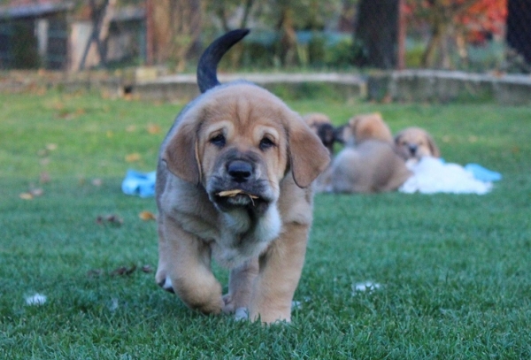 Klaudie Tornado Erben 6,5 weeks old
Ch. Vacceo de Fuente Mimbre x EJW 2012, Jch. Europa Tornado Erben
Keywords: puppyczech